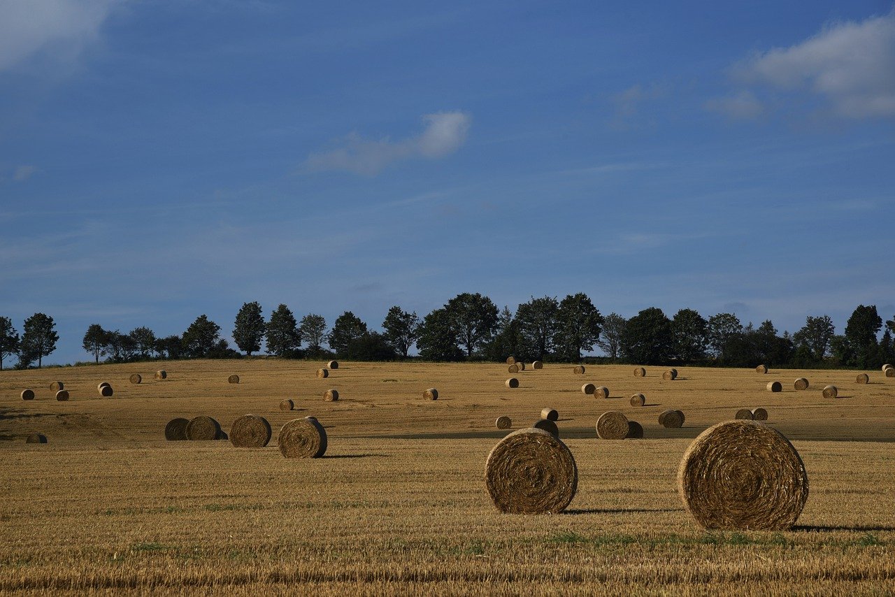 Urban Sustainability: Importance of Local Food Production